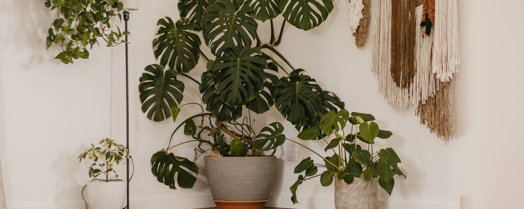 The studio, with plants, wall hangings, and a mat on the wood floor